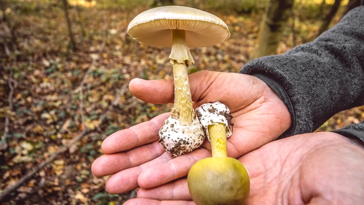 Deadly death cap mushrooms lead to several poisonings and 3 fatalities