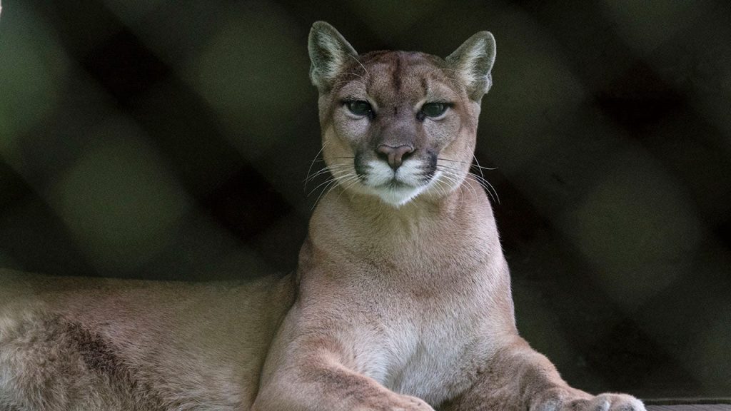 Deadly possible mountain lion attack occurred weeks after another aggressive incident