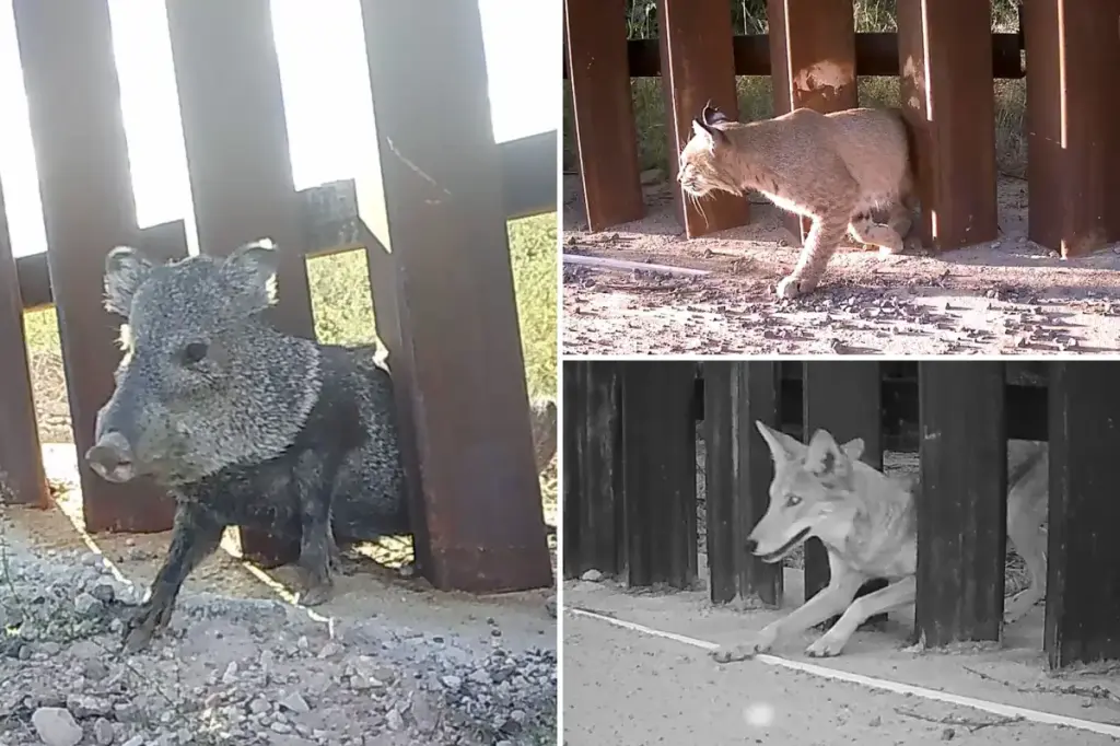Disputed 'doggie doors' integrated into the US-Mexico border barrier