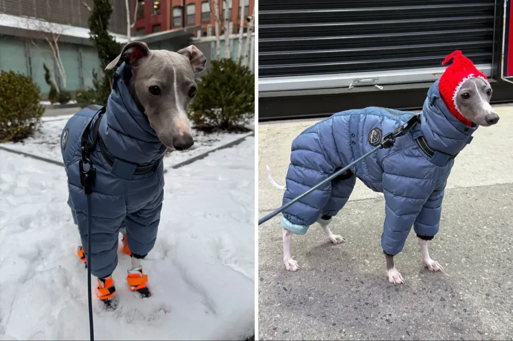 Dog in NYC becomes famous for struggling to walk in new snow boots in cute video: 'Send help'
