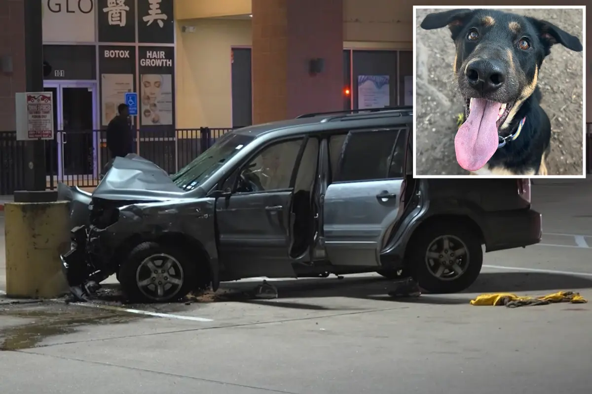 Dog left behind in Texas returned to shelter after owner's murder on Christmas Day due to mistaken identity