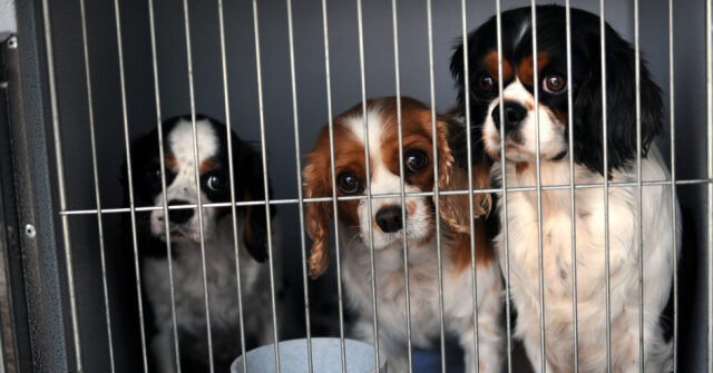 EPA Pledges to Halt Mammal Testing, Undermining Biden Administration.