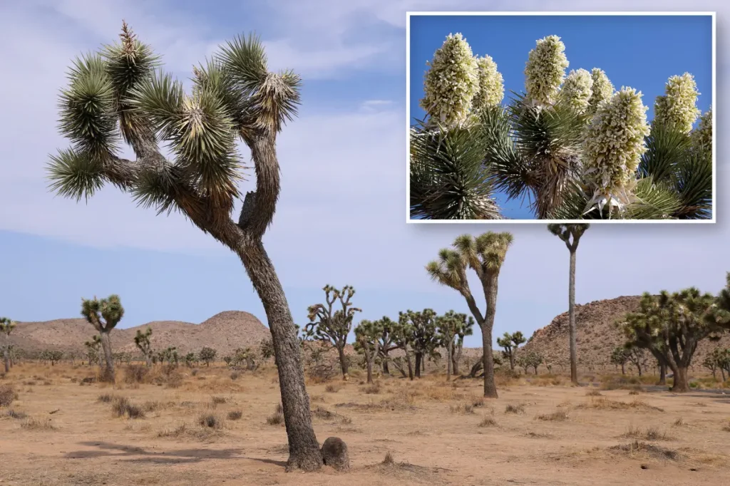 Early flowering of Joshua trees might indicate difficulties to come
