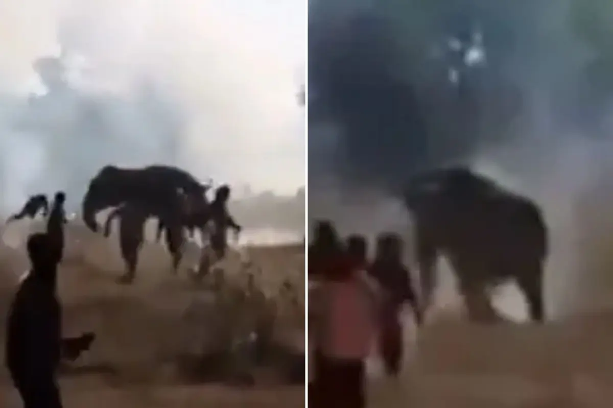 Elephant on a Rampage Takes the Lives of Almost 20 People in India Over 10 Days