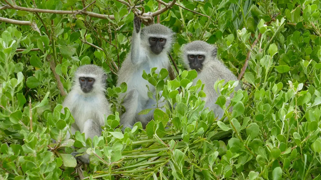 Experts step in to assist with the potential capture of escaped monkeys in St. Louis