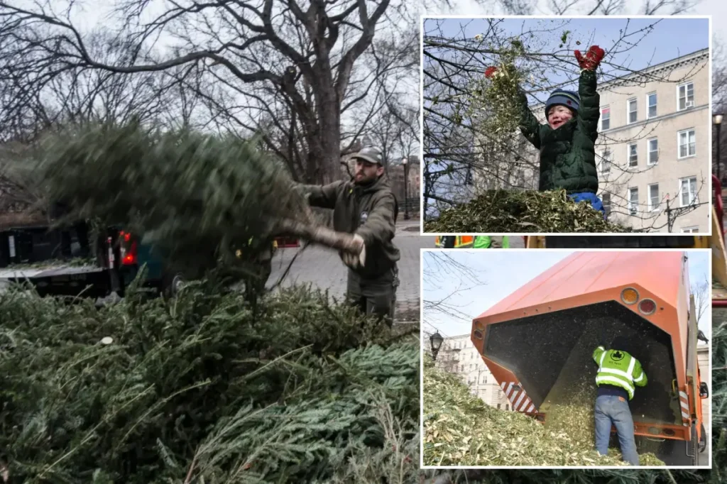 Fewer Christmas trees recycled at NYC event, rising tree costs could be the reason