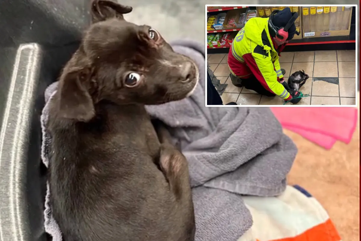 Firefighters in Missouri save 8-week-old puppy discovered in a burning car during the winter storm.