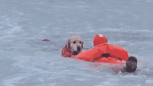 Firefighters save dog from icy pond in Rhode Island