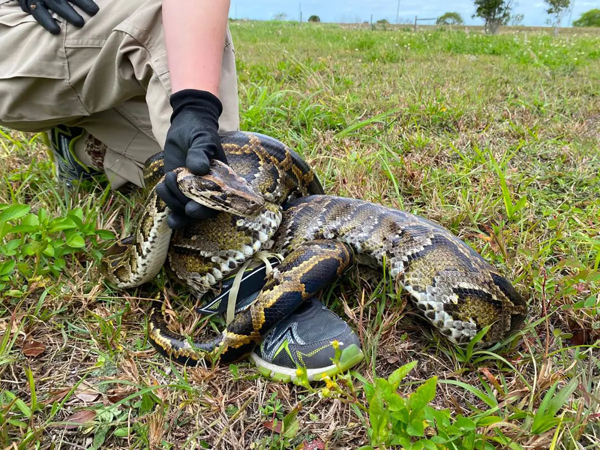 Florida snake catcher and his family struggle with a 202-pound python that pulled him 15 feet.