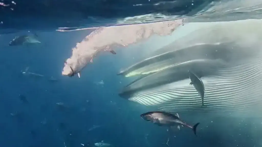 Freediving teacher records unusual whale sighting in Mexico: 'Surprised'