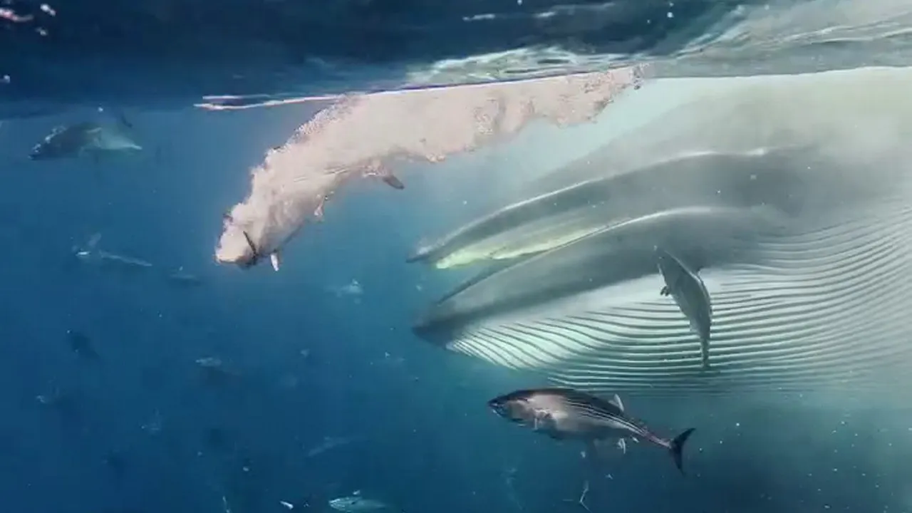 Freediving teacher records unusual whale sighting in Mexico: 'Surprised'