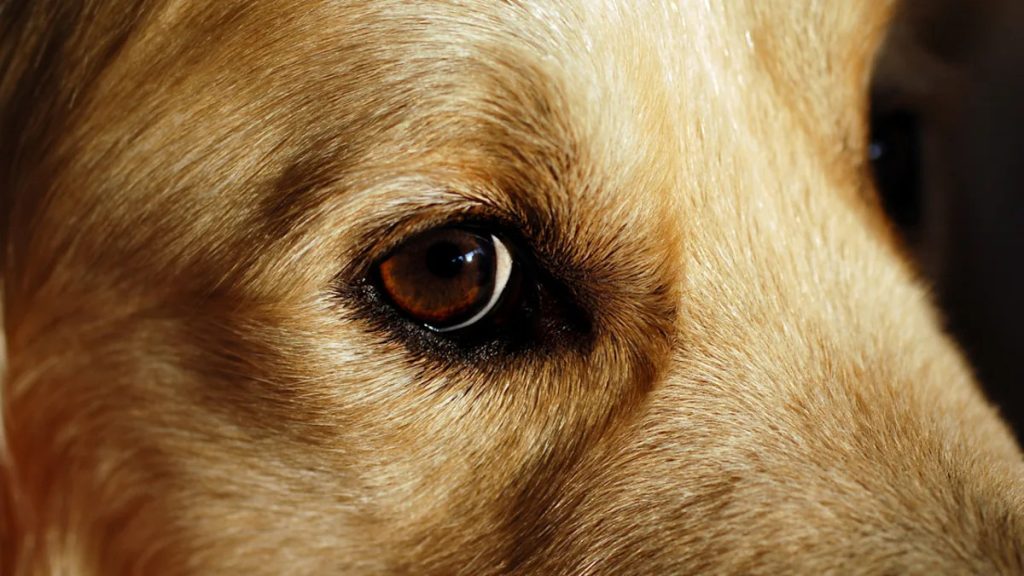 Golden Retriever Rolls Its Eyes in the Most Sassy Way When a Lost Dog Gets Inside the Car