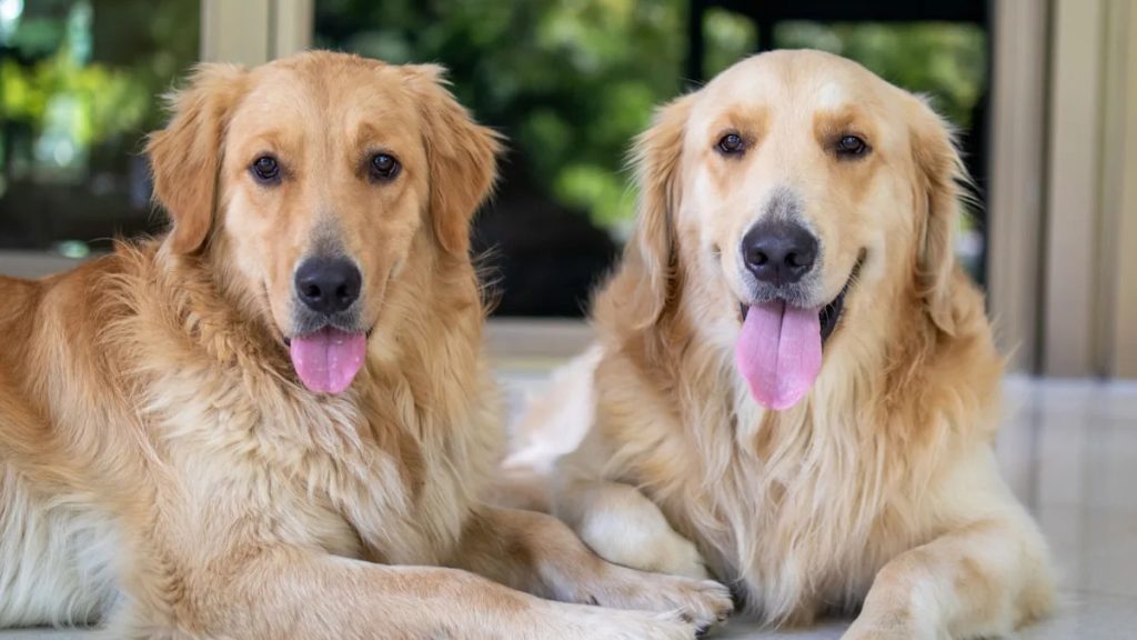 Golden Retriever Siblings Didn't Pass the Chicken Nugget Challenge but Had No Regrets