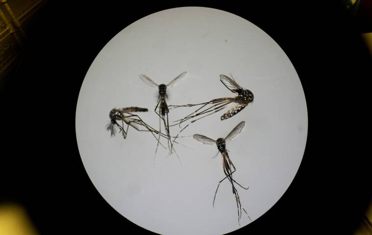 Health officials report Zika and dengue cases linked to travel on Oahu