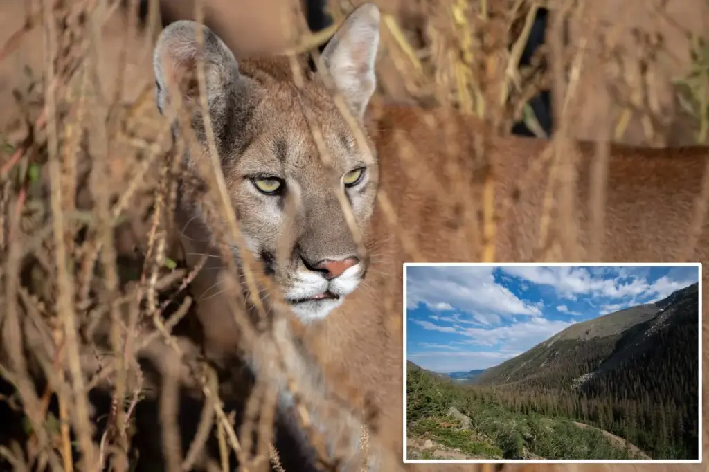Hiker fatally injured in suspected mountain lion attack while alone in the Colorado mountains