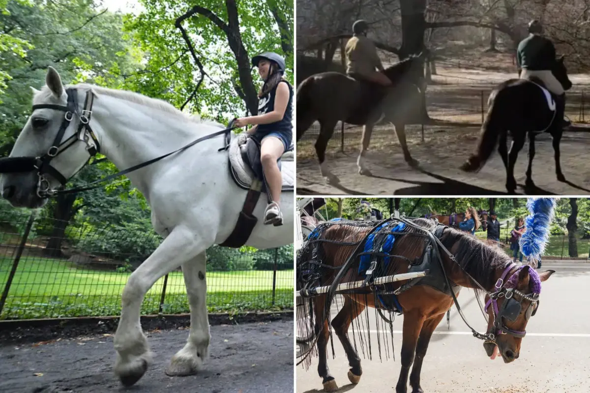 Horseback riding tours returning to Central Park