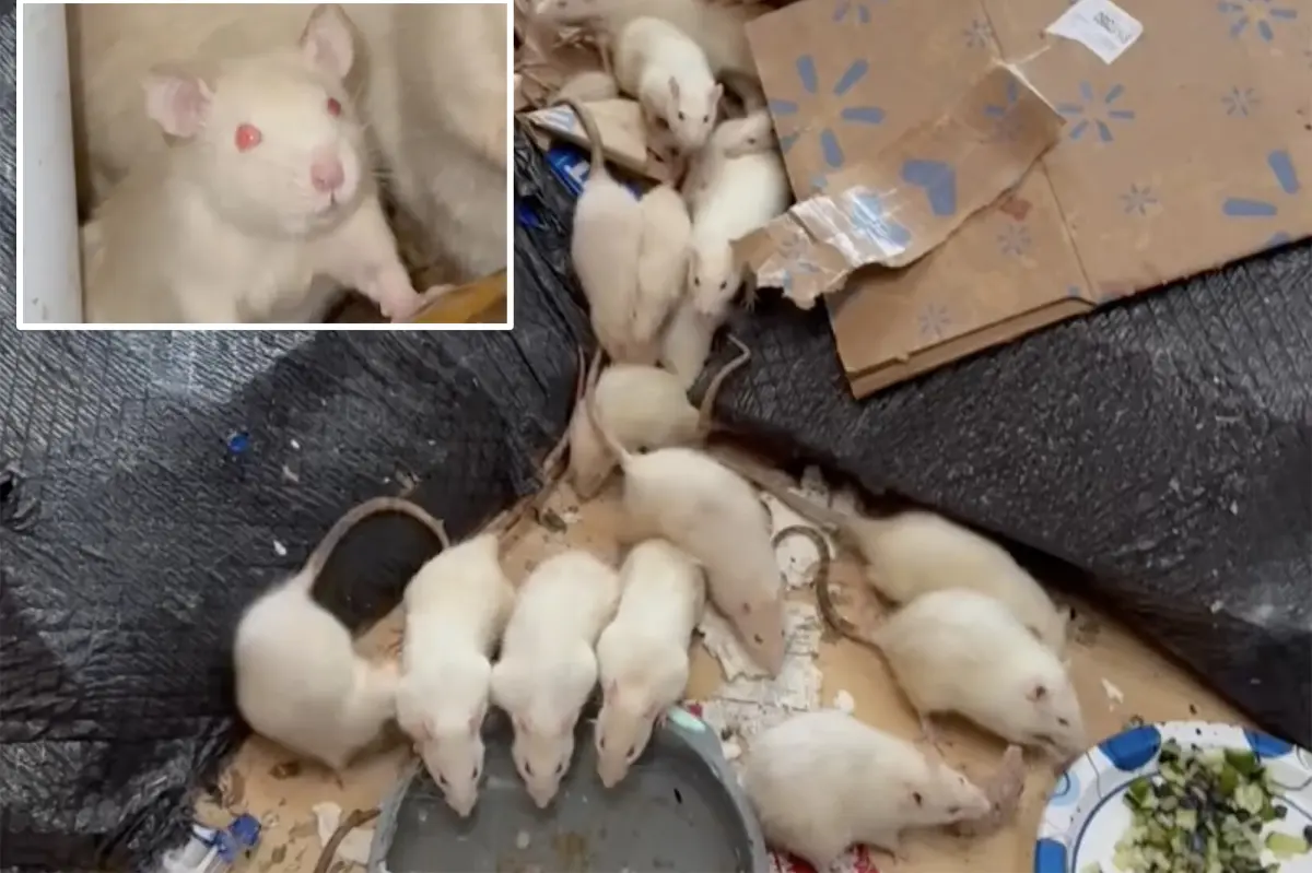 Hundreds of pet rats found in a run-down Long Island house as volunteers rush to find them new homes.