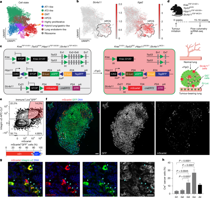 Important function of a flexible cell state in lung cancer