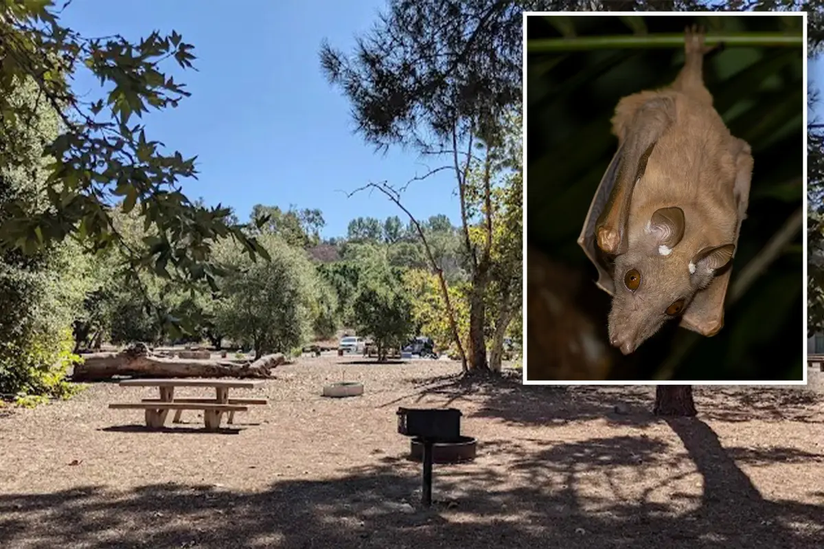 Infected bat discovered near popular SoCal hiking trail raises alert for hikers and pet owners