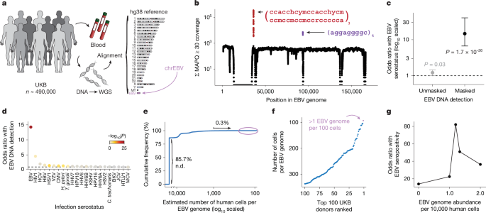 Large-scale sequencing uncovers factors behind ongoing EBV DNA presence