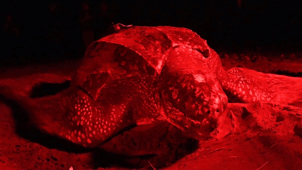Leatherback turtle Riptide swims an incredible 7,000 miles in 7 months