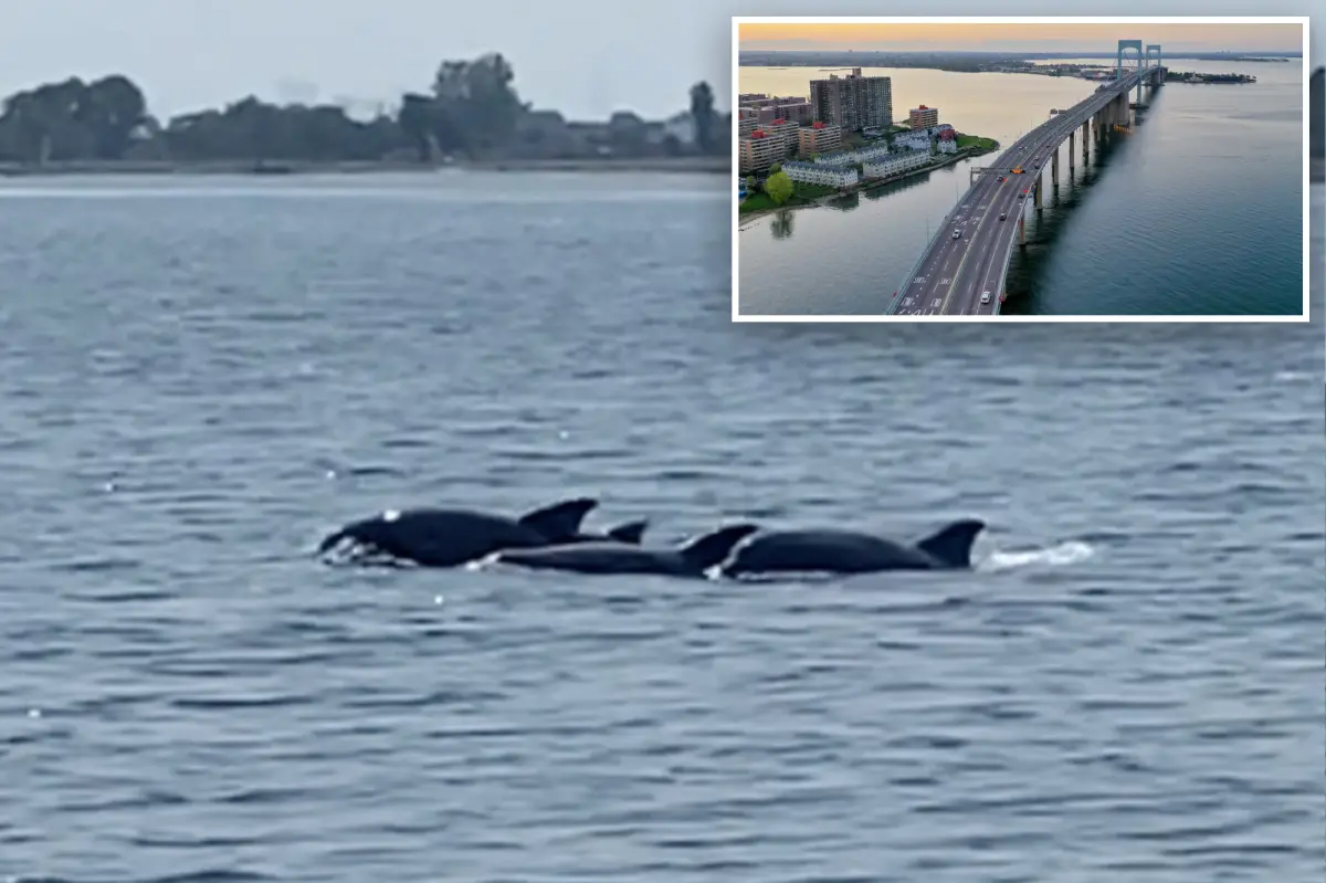 Long Island Sound's low-oxygen areas reach record low levels