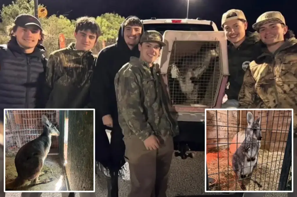 Lost NJ wallaby 'Rex' found and brought back home by a group of teens