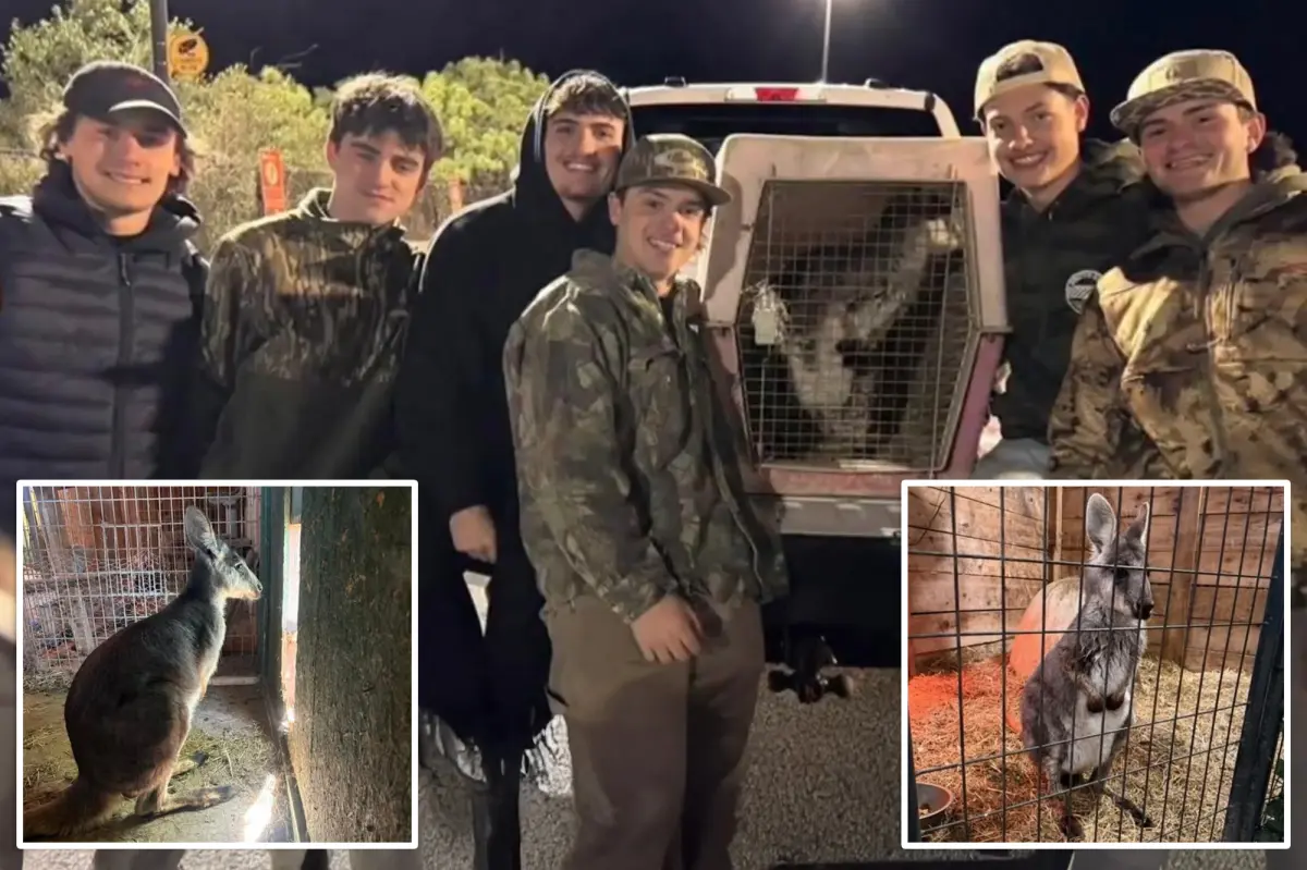 Lost NJ wallaby 'Rex' found and brought back home by a group of teens