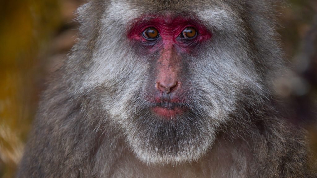 Macaque facial expressions are more than simple reactions, research shows