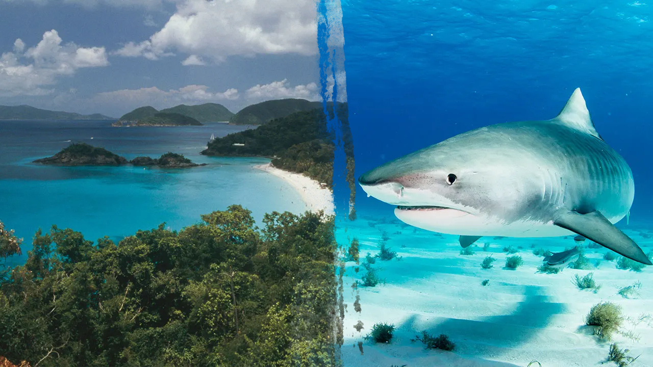 Minnesota resident Arlene Lillis killed in shark attack in the U.S. Virgin Islands