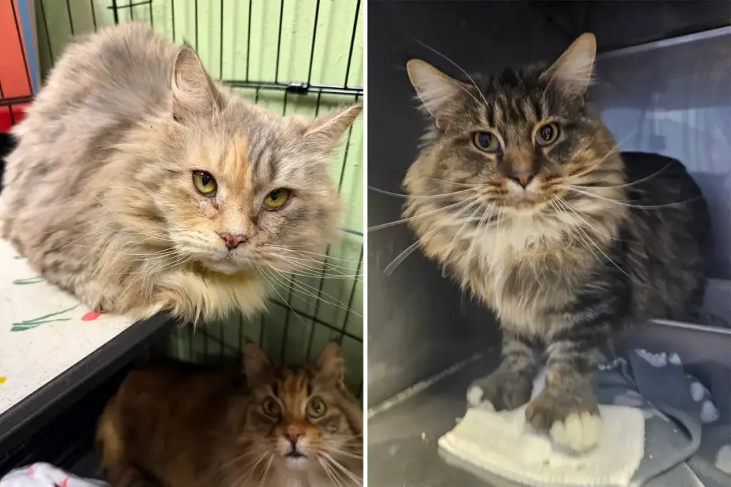 One hundred cats saved from a filthy home on Long Island, according to authorities