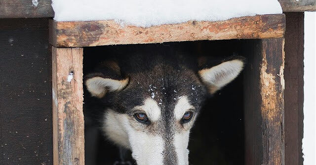 Pets and Farm Animals in Danger Due to Winter Storm