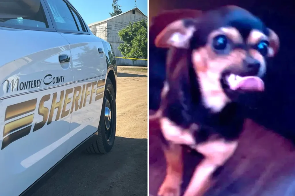 Police look for missing puppy thrown at them by a suspect.