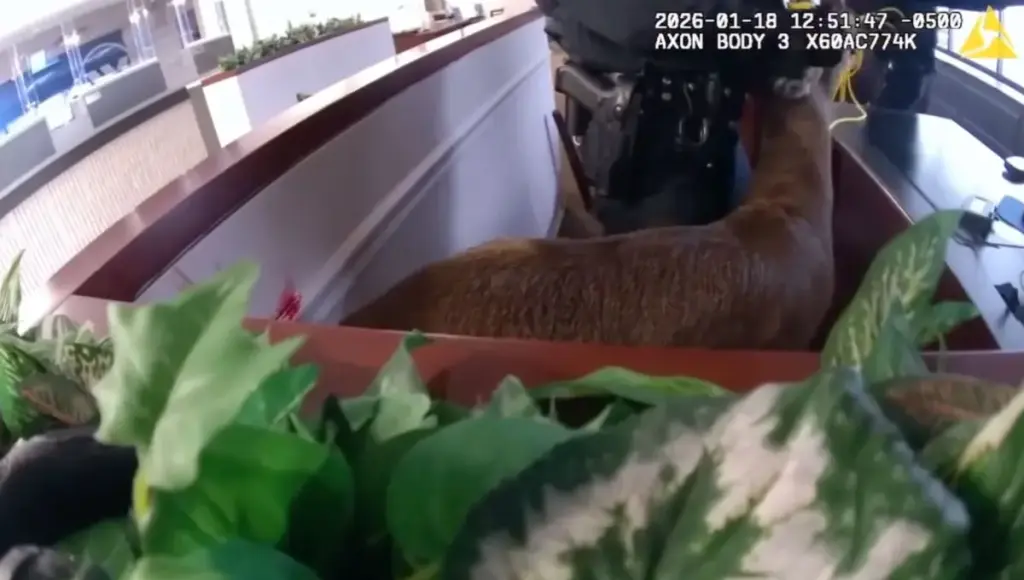Police on Long Island respond to a bank heist only to discover a deer causing chaos inside: video