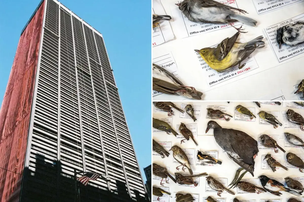 Record number of birds killed in NYC buildings for the second consecutive year