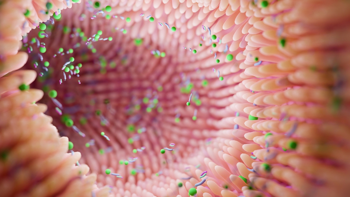 Researchers Connect Gut Bacteria to Bipolar Depression in Mice Study