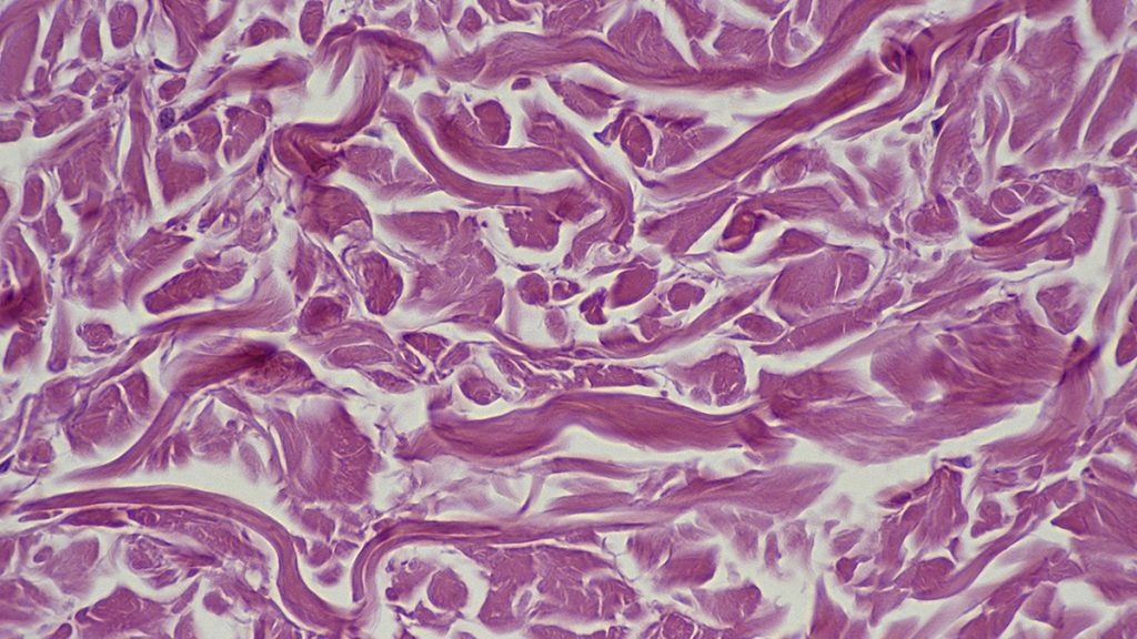 Researchers Might Have Discovered a Plan to Restore Aging Cells