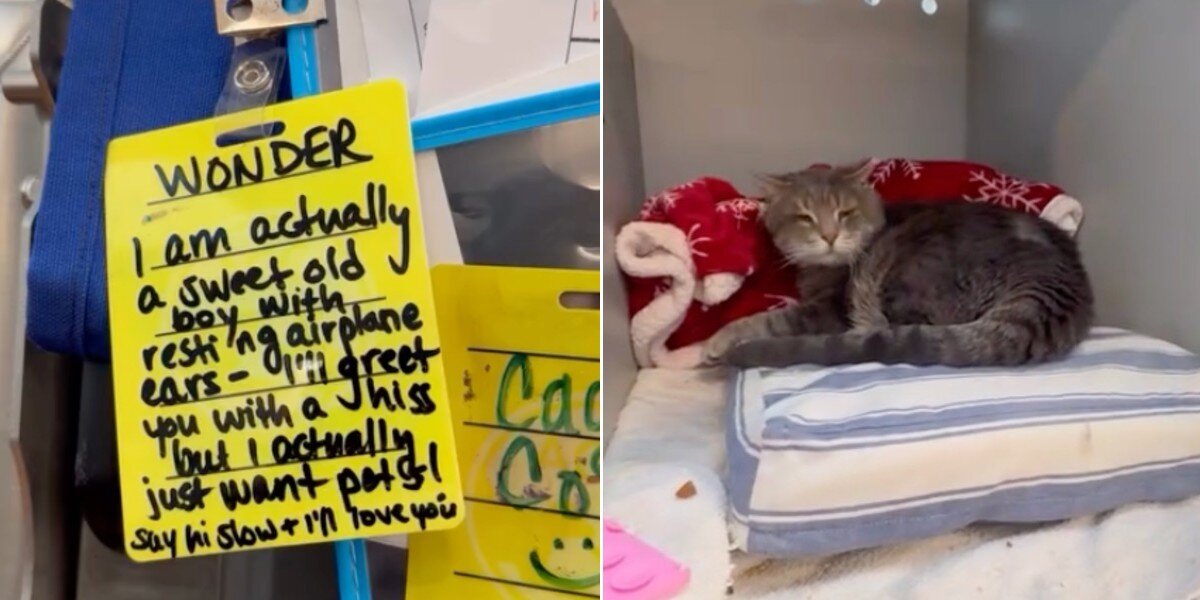 Shelter Believes Cat's 'Resting Airplane Ears' Won't Hinder His Search for a Home