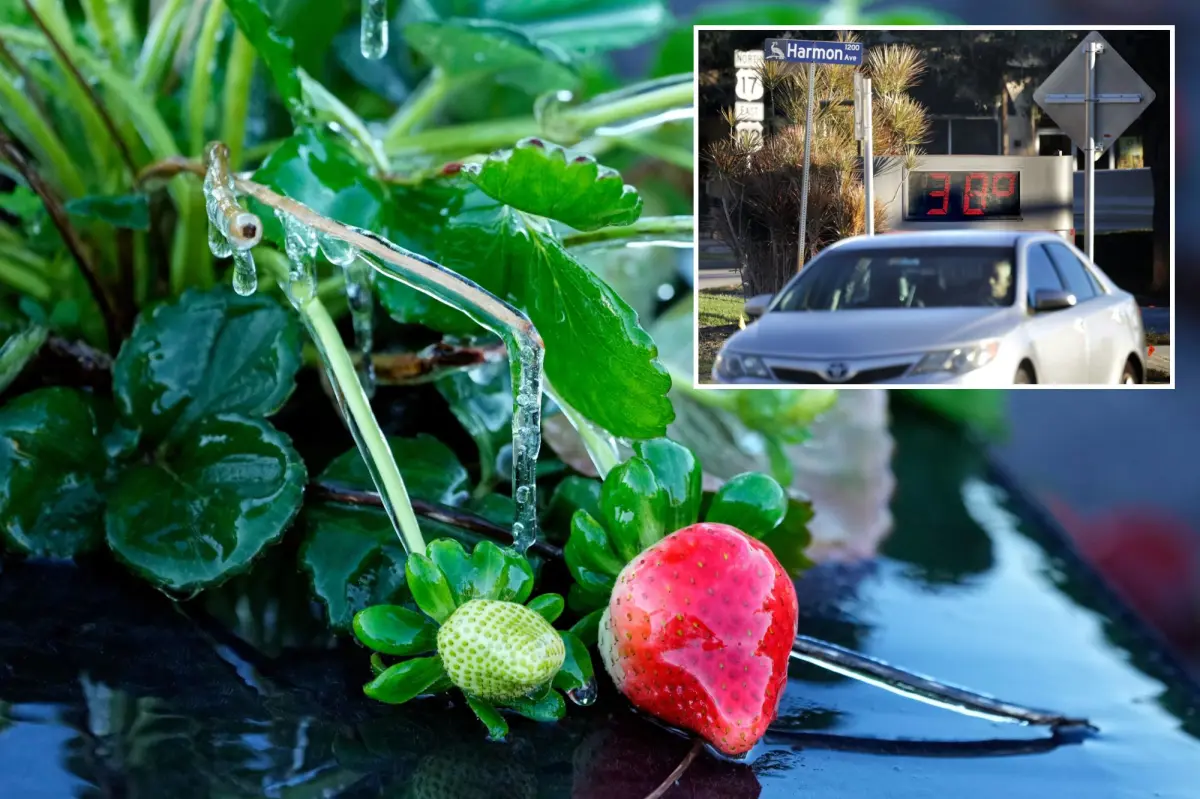 Shelters for the homeless are available as Florida faces its coldest temperatures this winter.