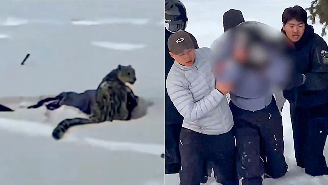 Snow leopard attacks woman skier photographing in China's Fuyun County