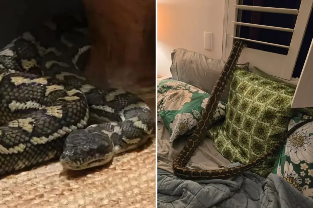 Surprised woman wakes up to an 8-foot python on her chest after it came in through the bedroom window: 'Baby, don't move'