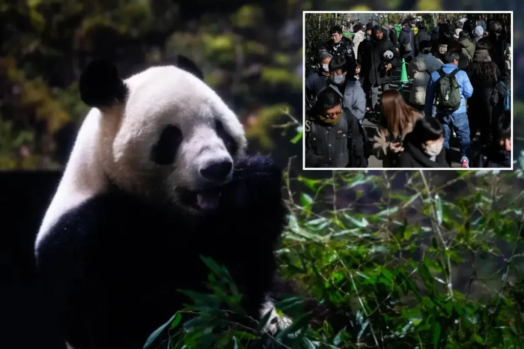 The final two pandas in Japan, Xiao Xiao and Lei Lei, are going back to China due to strained relations.