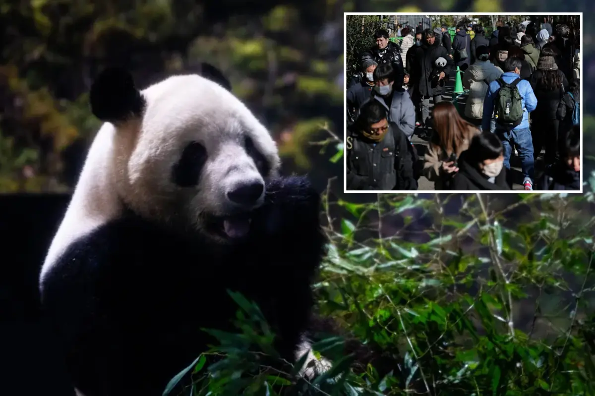 The final two pandas in Japan, Xiao Xiao and Lei Lei, are going back to China due to strained relations.