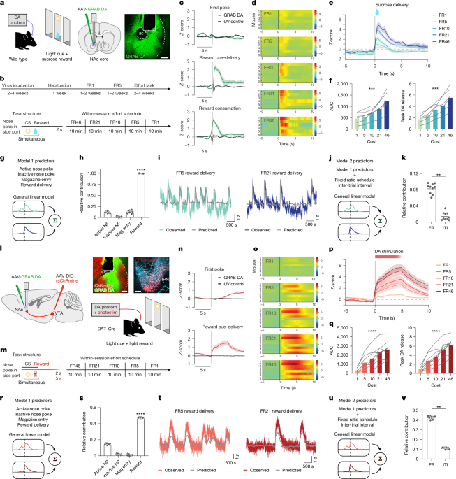 The influence of cholinergic activity on dopamine release fuels effortful behavior.