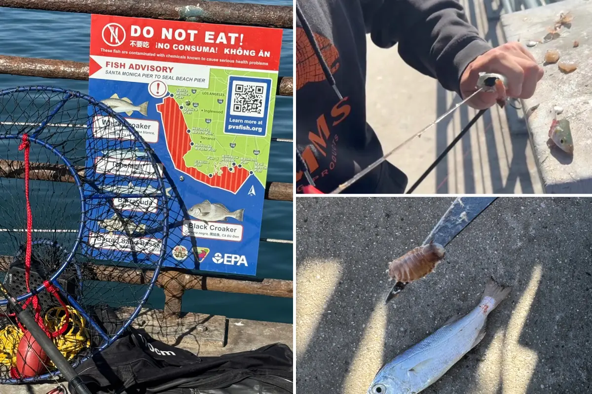 Tourists enjoy the contaminated waters of Santa Monica Pier, ignoring germs and chemicals.