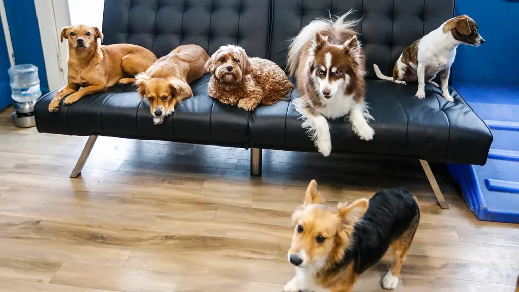 Tuya Smart Aura AI pet robot provides engaging playtime and snacks