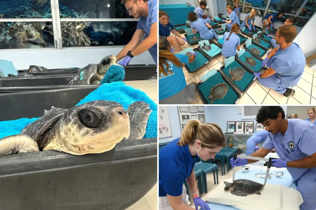 Two groups collaborate to save and care for cold-stunned sea turtles