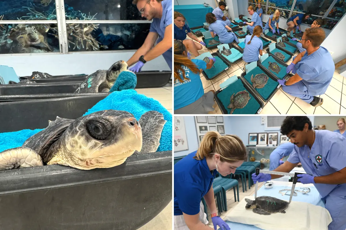 Two groups collaborate to save and care for cold-stunned sea turtles