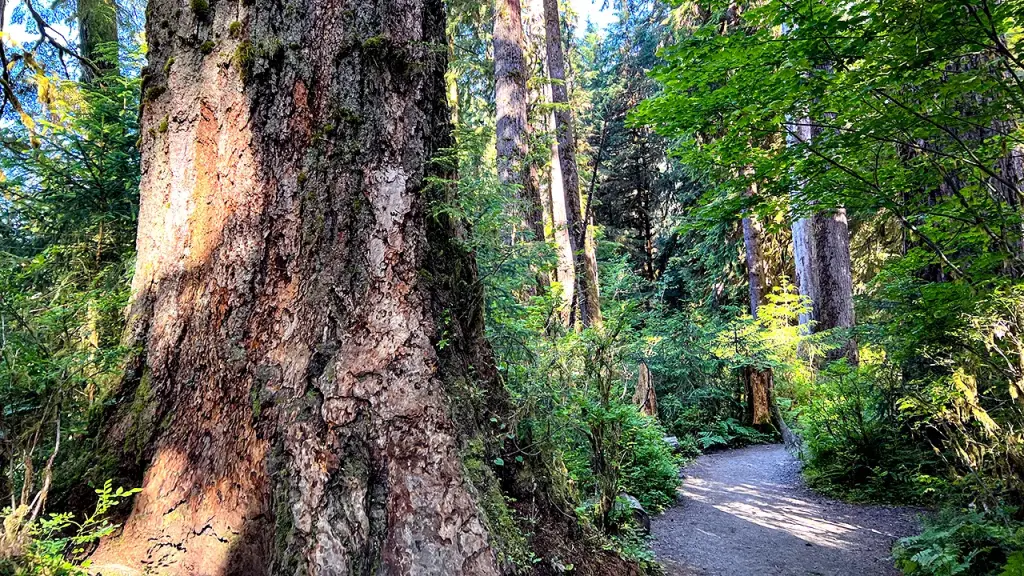 Two hikers in Olympic National Forest die from a falling tree