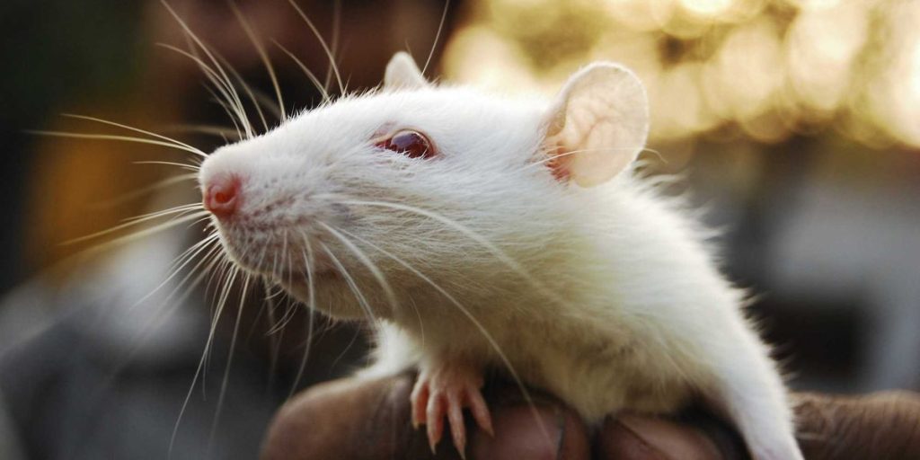 Video shows homeowner detained due to hundreds of rats in NY residence.